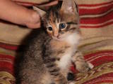 Кішки, кошенята Європейська короткошерста, ціна 2 Грн., Фото
