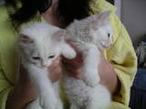 Кішки, кошенята Турецька Ангора, ціна 10 Грн., Фото