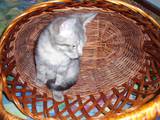 Кошки, котята Европейская короткошерстная, цена 25 Грн., Фото