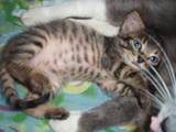 Кошки, котята Европейская короткошерстная, цена 25 Грн., Фото