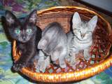 Кішки, кошенята Європейська короткошерста, ціна 25 Грн., Фото