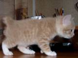 Кішки, кошенята Карельський бобтейл, ціна 1000 Грн., Фото