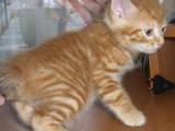 Кішки, кошенята Карельський бобтейл, ціна 1000 Грн., Фото