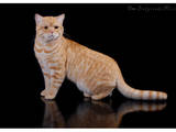Кішки, кошенята Спаровування, ціна 400 Грн., Фото