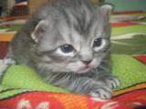 Кошки, котята Сибирская, цена 100 Грн., Фото