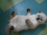 Кішки, кошенята Колор-пойнт короткошерстий, ціна 600 Грн., Фото