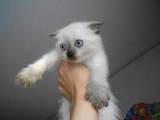 Кошки, котята Колор-пойнт короткошерстный, цена 600 Грн., Фото