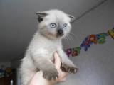 Кошки, котята Колор-пойнт короткошерстный, цена 600 Грн., Фото