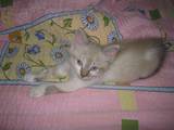 Кошки, котята Балинез, цена 0.10 Грн., Фото