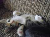 Кошки, котята Британская длинношёрстная, цена 15 Грн., Фото