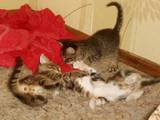 Кішки, кошенята Британська довгошерста, ціна 15 Грн., Фото