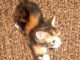 Кошки, котята Британская длинношёрстная, цена 15 Грн., Фото