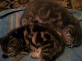 Кішки, кошенята Американська короткошерста, ціна 400 Грн., Фото