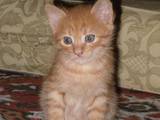 Кішки, кошенята Британська довгошерста, ціна 10 Грн., Фото
