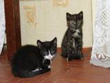 Кішки, кошенята Азіатська димчаста, Фото