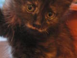 Кошки, котята Норвежская лесная, цена 1 Грн., Фото