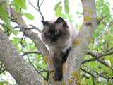 Кошки, котята Невская маскарадная, цена 500 Грн., Фото