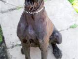 Собаки, щенята Чорний тер'єр, ціна 500 Грн., Фото