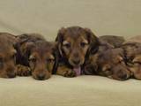 Собаки, щенки Длинношерстная такса, цена 4000 Грн., Фото