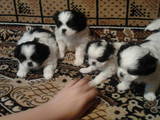 Собаки, щенки Японский хин, цена 2000 Грн., Фото