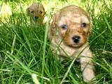 Собаки, щенята Карликовий пудель, Фото