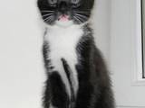 Кошки, котята Восточная короткошерстная, цена 1 Грн., Фото