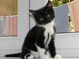 Кошки, котята Восточная короткошерстная, цена 1 Грн., Фото