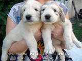 Собаки, щенки Южнорусская овчарка, цена 2500 Грн., Фото