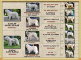 Собаки, щенята Південноросійська вівчарка, ціна 2500 Грн., Фото