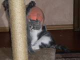 Кішки, кошенята Екзотична короткошерста, ціна 800 Грн., Фото