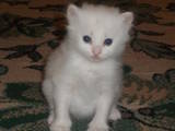 Кошки, котята Британская длинношёрстная, цена 100 Грн., Фото