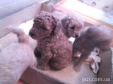 Собаки, щенки Карликовый пудель, цена 1300 Грн., Фото