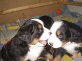 Собаки, щенки Бернская горная собака, цена 4000 Грн., Фото