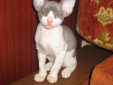 Кішки, кошенята Девон-рекс, ціна 800 Грн., Фото