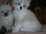 Кошки, котята Рэгдолл, цена 300 Грн., Фото