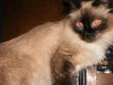 Кошки, котята Рэгдолл, цена 300 Грн., Фото