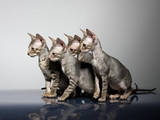 Кішки, кошенята Корніш-рекс, ціна 3000 Грн., Фото