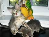 Кішки, кошенята Російська блакитна, ціна 10 Грн., Фото