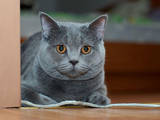 Кошки, котята Спаривание, цена 250 Грн., Фото