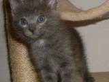 Кішки, кошенята Російська блакитна, ціна 50 Грн., Фото