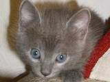 Кошки, котята Русская голубая, цена 50 Грн., Фото