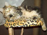 Кішки, кошенята Курильський бобтейл, ціна 10 Грн., Фото