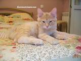Кошки, котята Курильский бобтейл, цена 1600 Грн., Фото
