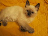 Кішки, кошенята Невськая маскарадна, ціна 400 Грн., Фото