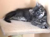 Кошки, котята Сибирская, цена 800 Грн., Фото