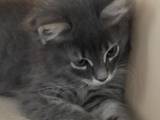 Кішки, кошенята Сибірська, ціна 800 Грн., Фото