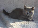 Кошки, котята Британская длинношёрстная, цена 3000 Грн., Фото