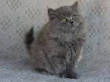 Кішки, кошенята Британська довгошерста, ціна 3000 Грн., Фото