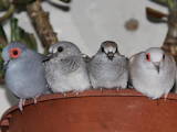 Попугаи и птицы Канарейки, цена 150 Грн., Фото