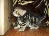 Кошки, котята Экзотическая короткошерстная, цена 1000 Грн., Фото